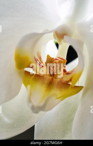 Nahaufnahme eines weißen Tigers Kopf Orchidee Stockfoto