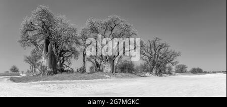 Alte Baobab-Bäume entlang Nxai Pan, Botswana Stockfoto