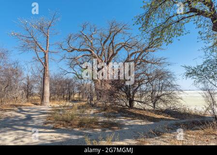 Alte Baobab-Bäume entlang Nxai Pan, Botswana Stockfoto