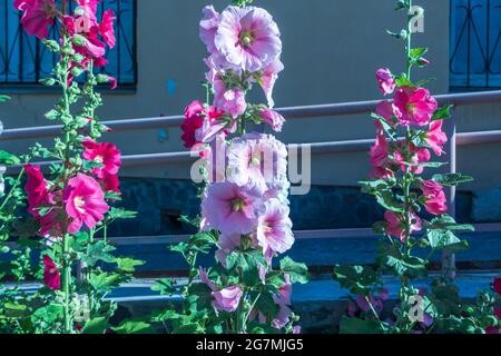 Blumen in einer städtischen Umgebung in verschiedenen Schattierungen von Rosa gewachsen. Das Foto wurde in Tscheljabinsk, Russland, aufgenommen. Stockfoto