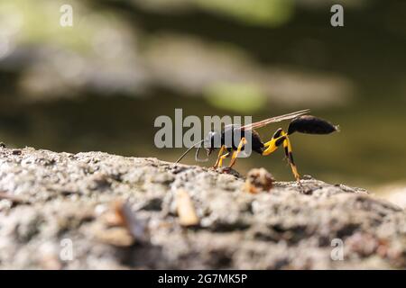 Hinterleuchtete Maulwurfwespe Sceliphron spirifex Malta, Mediterrane Stockfoto