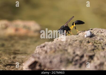 Mud-Tauber-Wespe Sceliphron spirifex , Malta, Mittelmeer Stockfoto