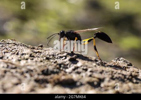 Hintergrundbeleuchteter Maulwurfwespe Sceliphron spirifex, Malta, Mittelmeer Stockfoto