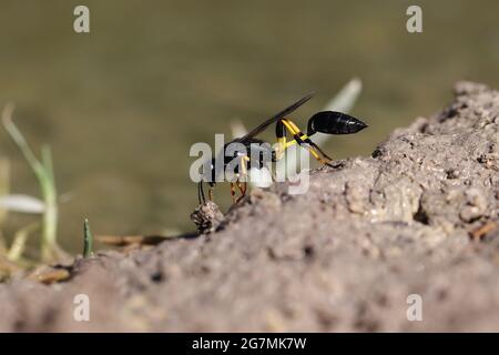 Mud-Tauber-Wespe Sceliphron spirifex, Malta, Mediterranea Stockfoto