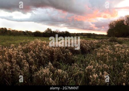 Eriophorum angustifolium, auch bekannt als gewöhnliches Baumwollgras oder Moorbaumwolle, die bei Sonnenuntergang im Ouse Valley, Bedfordhire, England, das Licht fängt Stockfoto