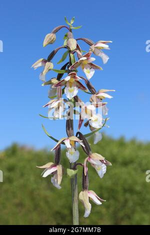 Marsh Helleborine Epipactis palustris Stockfoto