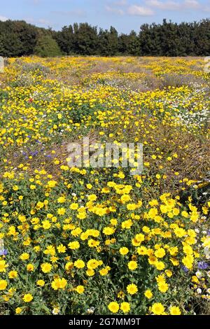 Wildflower Meadow with Corn Marigold Glebioni segetum in Rimrose Valley Country Park, Merseyside, Großbritannien Stockfoto