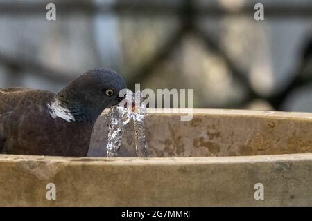 Taube erfrischend und Trinkwasser in einem Brunnen aus nächster Nähe Stockfoto