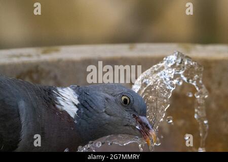 Taube erfrischend und Trinkwasser in einem Brunnen aus nächster Nähe Stockfoto