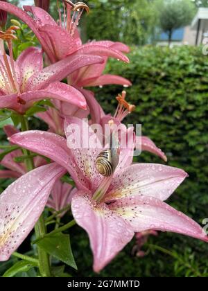 Vertikale Aufnahme einer schönen rosa Tigerlilie mit Wassertropfen und einer niedlichen kleinen Schnecke darauf Stockfoto