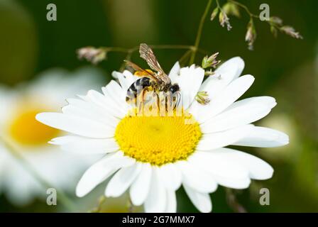 Wilde Biene sammelt Nektar auf einer weißen gelben Blume. Insekten aus nächster Nähe in der Natur Stockfoto