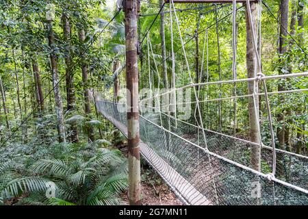 Der Canopy Walk im Regenwald des Taman Negara National Park ist eine beliebte Öko-Tourismusaktivität Stockfoto