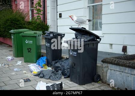 Eine Möwe mit Haushaltsmüllkörben und geöffneten Säcken mit Lebensmitteln, die über den gesamten Bürgersteig verstreut waren. Stockfoto