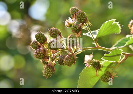 Nahaufnahme unreifer Brombeerfrüchte an einem Busch an einem sonnigen Tag. Obst. Stockfoto