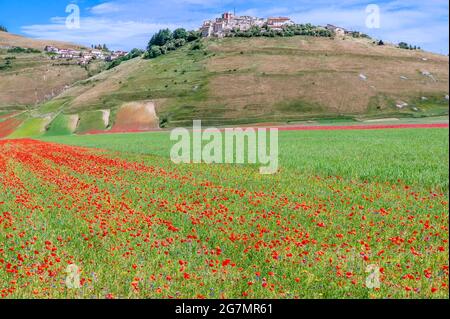 Castelluccio di Norcia, Perugia, Umbrien, Italien, in der bunten Blütezeit Stockfoto