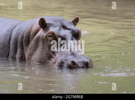 hippo blickt im wilden Meru Natiional Park, Kenia, wachsam auf die Kamera im Flusswasser und zeigt den Kopf Stockfoto