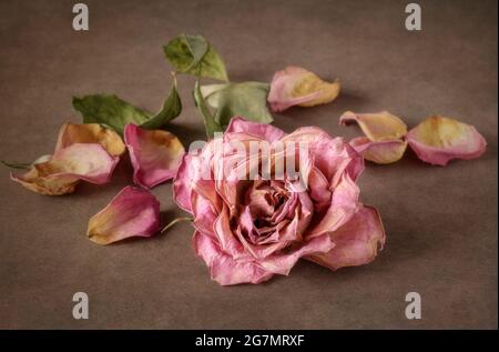 Verwelkt rosa Rose und Rosenblüten Stockfoto