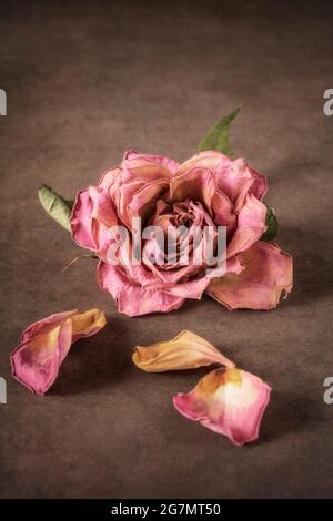 Getrocknete rosa Rose auf braunem strukturiertem Hintergrund Stockfoto