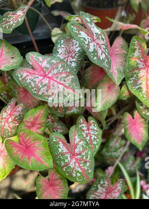 Caladium, eine tropische südamerikanische Pflanze aus der Familie der Arum, die wegen ihres brillant gefärbten Zierblätters kultiviert wird.Caladium /kəˈleɪdiəm/[2] ist eine Gattung blühender Pflanzen aus der Familie der Araceae. Sie sind oft unter dem gemeinsamen Namen Elefantenohr bekannt. Stockfoto
