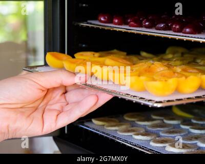 Person, die ein Tablett mit Aprikosen in eine Entfeuchter-Maschine für Lebensmittel legt. Nahaufnahme Stockfoto