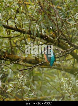 Eisvögel, die von einem Weidenbaum aus angeln Stockfoto