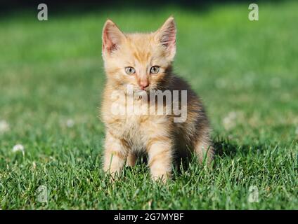 Kleine Katze im grünen Gras Stockfoto