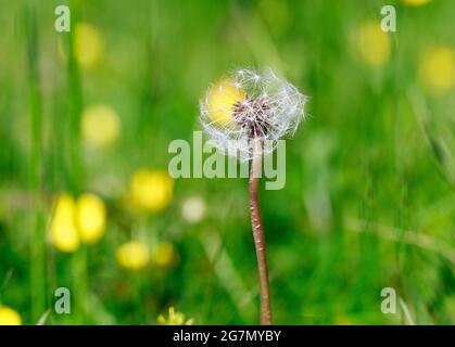 Nahaufnahme eines Dandelion Seed Head vor einem leuchtend grünen Naturfeld, mit verloschenen gelben Butterblumen im Hintergrund Stockfoto