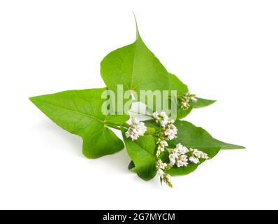 Blüten Fagopyrum esculentum oder Buchweizen, Buchweizen. Isoliert auf weißem Hintergrund. Stockfoto