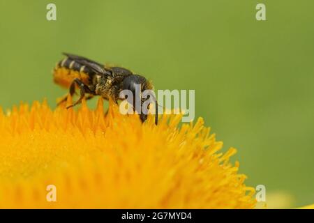 Nahaufnahme einer weiblichen kleinen Harzbiene auf einer gelben Blume Stockfoto