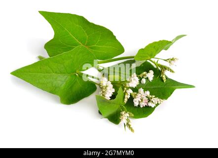 Blüten Fagopyrum esculentum oder Buchweizen, Buchweizen. Isoliert auf weißem Hintergrund. Stockfoto