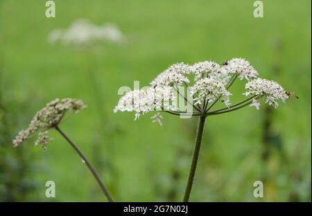 Heracleum mantegazzianum, Hogweed-Pflanze, Apiaceae, bekannt als Karpfenblüte, riesige Kuhsilie oder wilder Pastinak, hogsbane, Deutschland, Europa Stockfoto