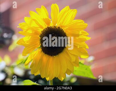 Schöner leuchtend gelber Sonnenblumenkopf mit großen Staubgefäßen voller Pollen Stockfoto