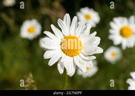 White Daisy closeup Stockfoto