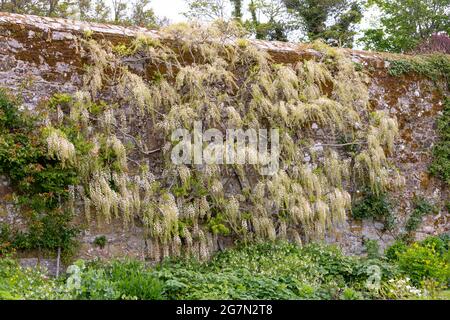 Wunderschöne Gartenszene, die eine weiße Kletterwisteria mit Racemes auf einer alten Steinmauer zeigt Stockfoto