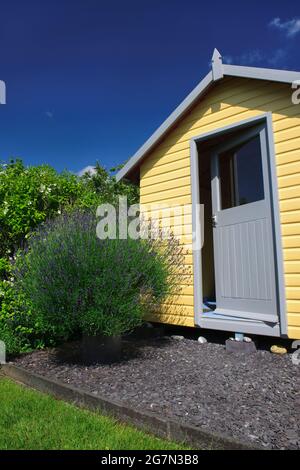 Blick auf einen alten und großen Lavendelbusch, der in einem Schornsteintopf neben einem selbst gebauten Schuppen im Stil einer Strandhütte in meinem Garten in der Nähe von Caernarfon, Großbritannien, wächst. Stockfoto