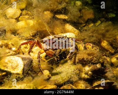 Eine orangefarbene Krabbe auf dem Meeresboden. Tauchen in Oresund, dem Wasser zwischen Schweden und Dänemark Stockfoto