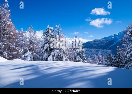 Verschneite Landschaft bei Celerina (Schweiz) Stockfoto