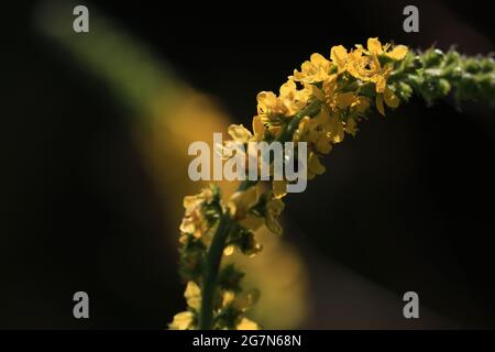 Agrimonia eupatoria, gemeinsame Agrimonie. Gelbe Wildblumen aus der Nähe bei Sonnenlicht auf schwarzem Hintergrund im Freien. Gelbe Blume auf einer Sommerwiese. Stockfoto