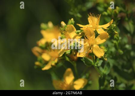 Johanniskraut, Klamath-Unkraut, Johanniskraut, Hypericum perforatum, gemeine Johanniskraut. Leuchtend gelbe Blüten im Sonnenlicht auf grünem Hintergrund. Stockfoto