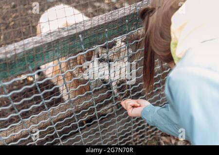 Ein Mädchen füttert ein weißes Schaf mit Äpfeln durch ein Netz in einem Käfig. Das Säugetier ist im Zoo. Stockfoto