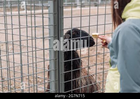 Ein Mädchen füttert ein braunes Schaf mit Äpfeln durch ein Netz in einem Käfig. Das Säugetier ist im Zoo. Stockfoto