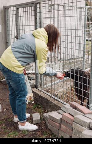 Ein Mädchen füttert ein braunes Schaf. Ein Tier frisst Äpfel durch ein Netz in einem Käfig. Ein Säugetier befindet sich in einem Zoo. Stockfoto