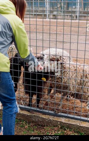 Das Mädchen füttert ein braunes Schaf und einen weißen Widder. Tiere Essen Äpfel Net Cage Säugetiere Zoo Selektiver Fokus Stockfoto
