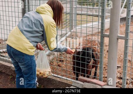 Mädchen füttert ein braunes Schaf.Tier frisst Äpfel durch ein Netz in einem Käfig.Säugetier ist in einem Zoo.Horizontales Foto.Selektiver Fokus. Stockfoto