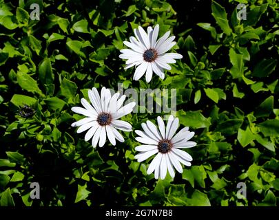 Osteospermum fruticosum shrubby Gänseblümchen drei weiße Blüten mit einem violetten Zentrum gegen dichtes grünes Laub Stockfoto