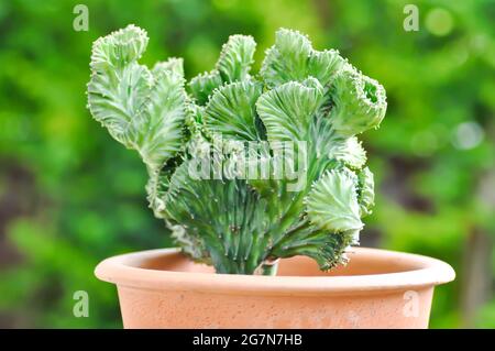 Euphorbia​ Lactea​ Cristata, Lactea von der Familie der Familie der Familie der Familie der Familie der Familie der Familie der Familie der Familie der Familie der Familie der Familie der Familie der Familie der Familie der Familie der Familie der Familie der Familie Stockfoto