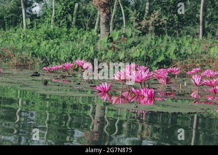 Bangladeschische Seerose am See, asiatische bunte Lilien Stockfoto