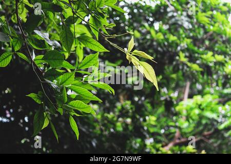 Tropisches Holz Apfelpflanze Bild Stockfoto