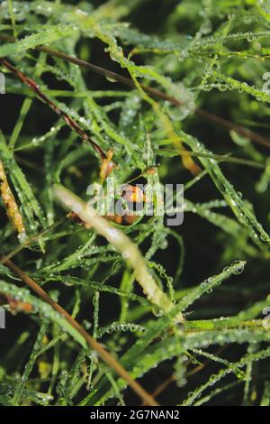 Marienkäfer auf Rasen Stockfoto