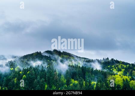 Deutschland, Schwarzwald Landschaft Luftpanorama Blick über Baumkronen und Nebel der mystischen Waldlandschaft in Wandertourismusregion Stockfoto